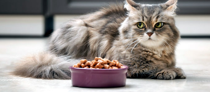 Kemasan Makanan Kucing - Bisnis makanan kucing akhir akhir ini memang sedang menjadi perbincangan banyak orang. Sebab, penjualan makanan kucing dari segi demand atau permintaan pasar yang sedang meroket. Hal tersebut tentunya sejalan dengan semakin banyaknya orang yang memelihara kucing.