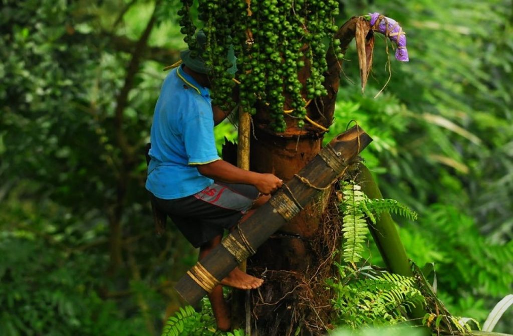 Pohon Enau, sumber Fakta Terbaru